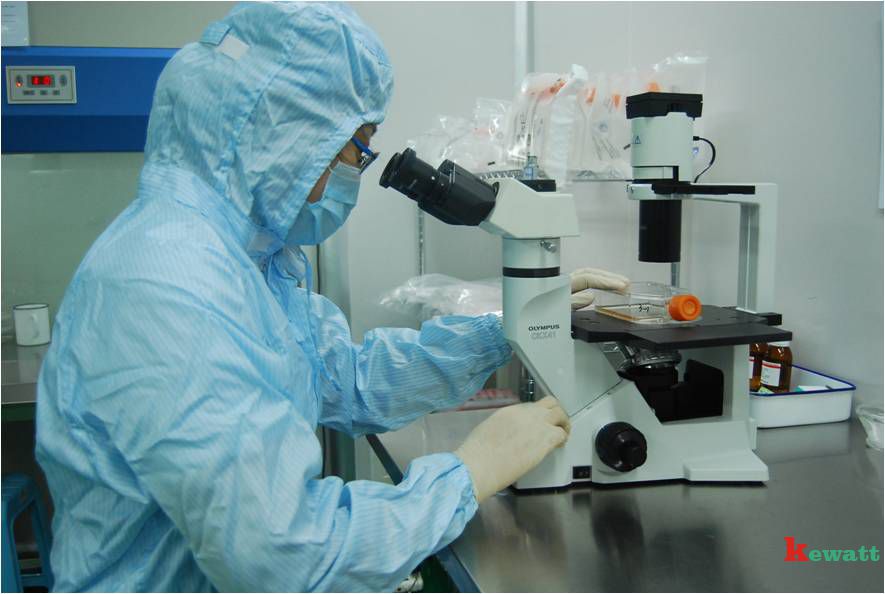 細胞培育室 細胞培育室